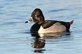 Ring-necked Duck